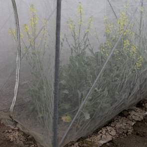 Biofumigatie is het in de grond werken van vers materiaal/groenbemesters. De precieze cijfers en resultaten van biofumigatie zijn er in Nederland niet, maar in Duitsland zijn volgens Joordens significante resultaten vastgelegd.