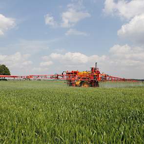 De schimmelbehandeling voorkomt bladschade en lagere productie en helpt ook de vorming van mycotoxinen te voorkomen.