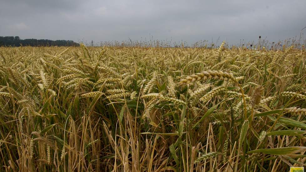 De Europese graanproductie zal dit jaar 18 miljoen ton lager zijn dan de 325 miljoen ton van vorig seizoen, verwachten analisten van Stratégie Grains.