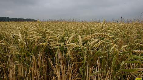 De Europese graanproductie zal dit jaar 18 miljoen ton lager zijn dan de 325 miljoen ton van vorig seizoen, verwachten analisten van Stratégie Grains.