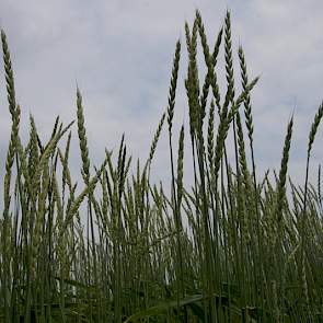 Een ander bijzonder graan is de spelt. Dit is de Oberkulmer Rotkorn. Hij is wat hoger dan de Franckenkorn.