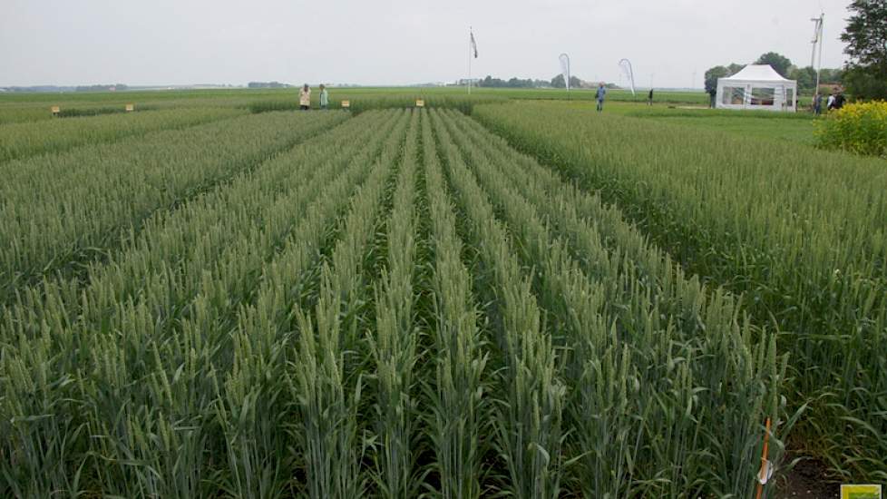 Rustgewassen als granen zijn op biologische bedrijven essentieel.
