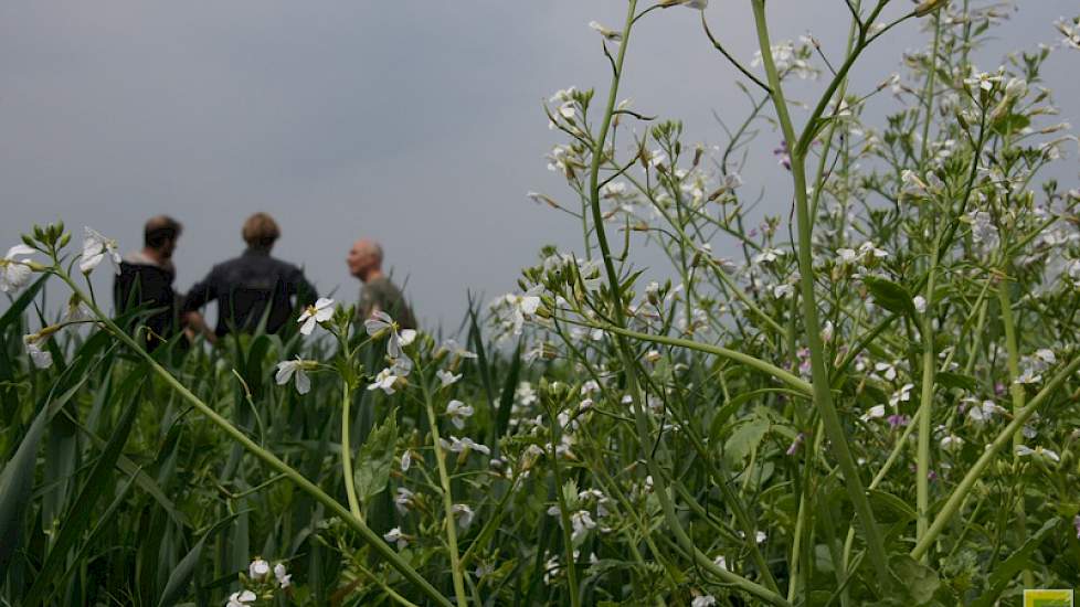 Telers praten bij tussen de groenbemesters.