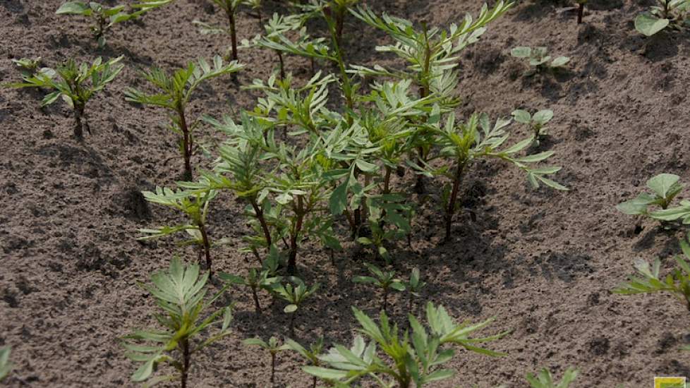 Afrikaantjes werken alleen tegen wortellesieaaltjes. Het zaaisel op proefbedrijf Vredepeel had het dit jaar moeilijk door droogte en stuiven.