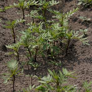 Afrikaantjes werken alleen tegen wortellesieaaltjes. Het zaaisel op proefbedrijf Vredepeel had het dit jaar moeilijk door droogte en stuiven.