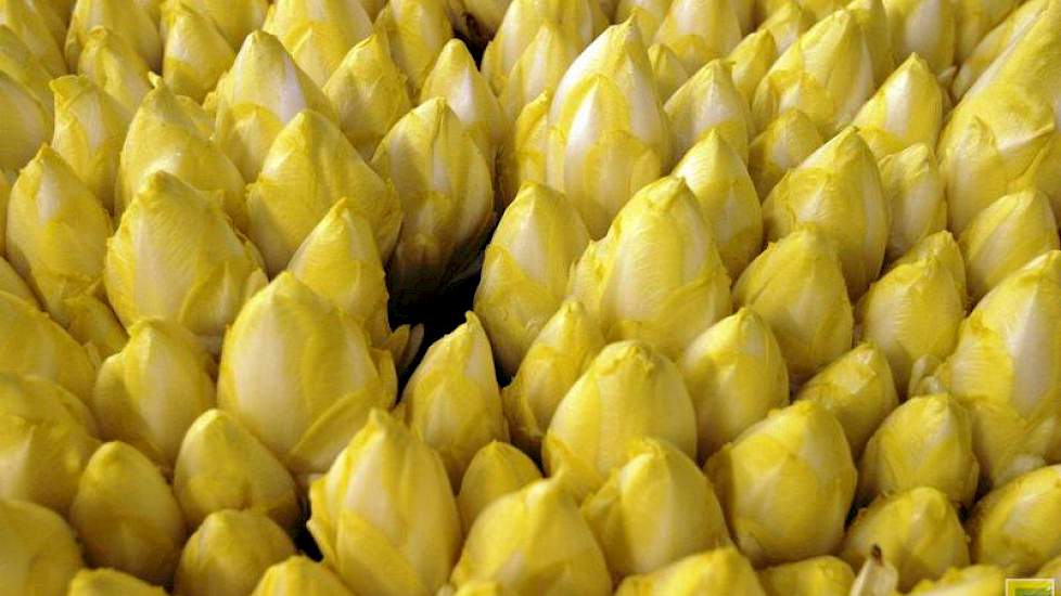 De Vries groeit in witlof door ‘nee’ te zeggen