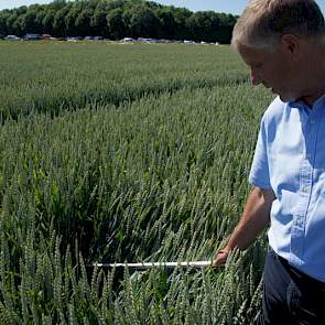 Ook hier bij goede behandeling groen blad lager in het gewas.