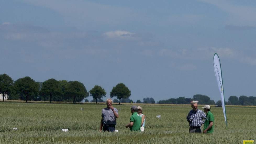 Agrifirm heeft in het rassenonderzoek twee hybride tarwerassen opgenomen.