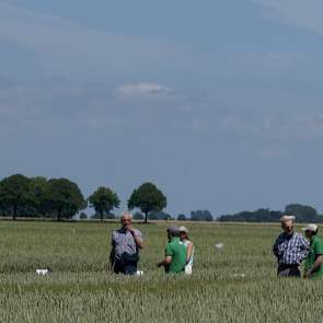 Agrifirm heeft in het rassenonderzoek twee hybride tarwerassen opgenomen.