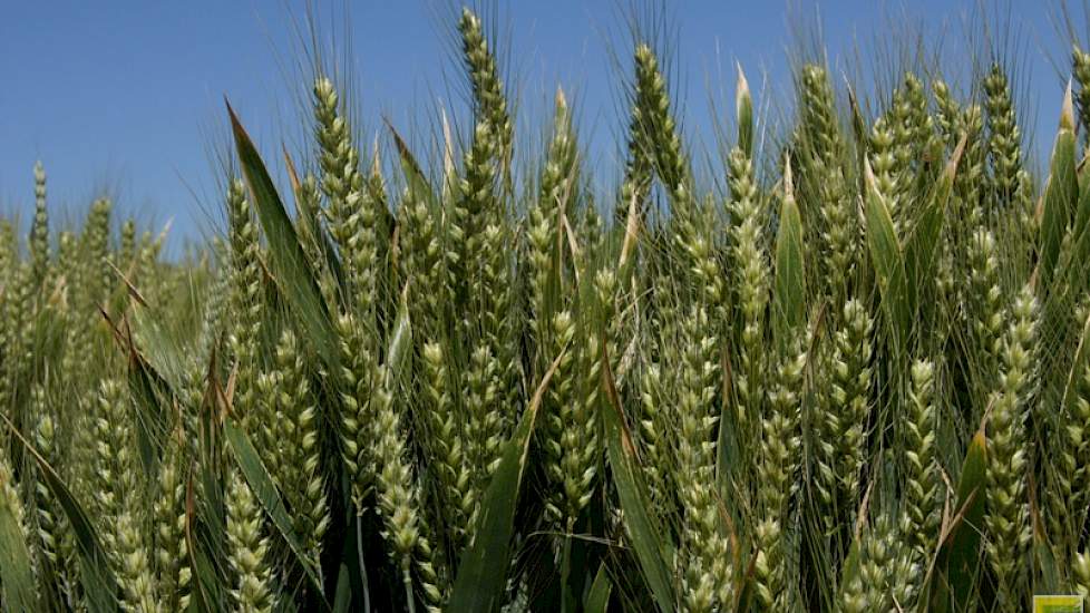 Copa-Cogeca zegt dat de oogst door hitte en droogte kleiner zal zijn dan de analisten tot nu toe zeggen.