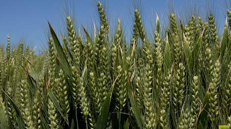 Copa-Cogeca zegt dat de oogst door hitte en droogte kleiner zal zijn dan de analisten tot nu toe zeggen.