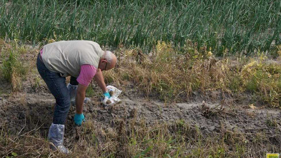 Monsters van de planten op de helling gaan mee in zakjes. Hiermee kan de NVWA in het laboratorium laten uitzoeken welk middel gebruikt is. Er is altijd bewijsmateriaal in het geval de wet overtreden is door de uienteler. Het kan in dit geval bijvoorbeeld