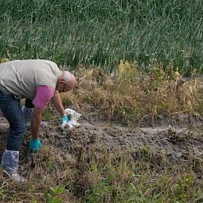 Monsters van de planten op de helling gaan mee in zakjes. Hiermee kan de NVWA in het laboratorium laten uitzoeken welk middel gebruikt is. Er is altijd bewijsmateriaal in het geval de wet overtreden is door de uienteler. Het kan in dit geval bijvoorbeeld