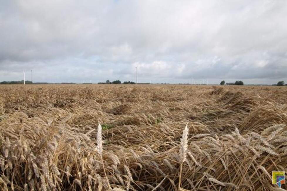De storm heeft met name in Flevoland geleid tot hangend graan.  Een voorbeeld hiervan is de tarwe van akkerbouwer Harry Schreuder uit Swifterbant.