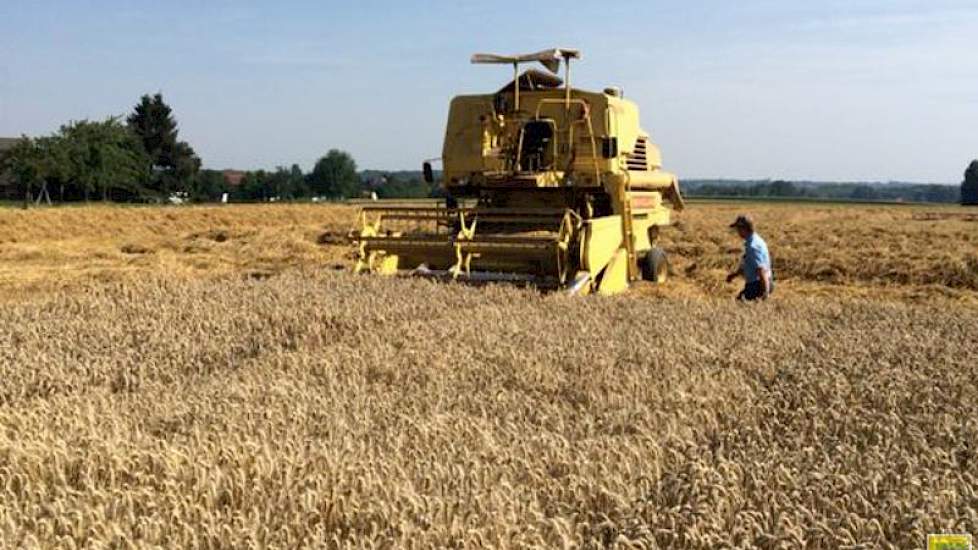 Ook bij proefboerderij Vredepeel zijn de combines in het land te vinden. ‘Kijken wat de wintertarwerassen opbrengen’, twittert Gerard Meuffels.