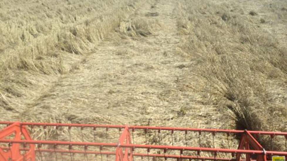Voor Blitterswijk Agro staan de zaken er iets minder gunstig voor. ‘Vandaag blok platte tarwe dorsen,, geen pretje.’
