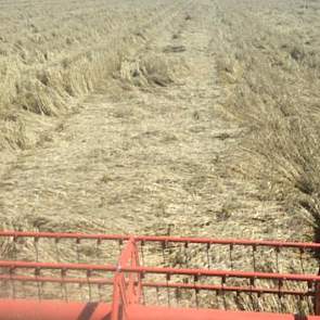 Voor Blitterswijk Agro staan de zaken er iets minder gunstig voor. ‘Vandaag blok platte tarwe dorsen,, geen pretje.’