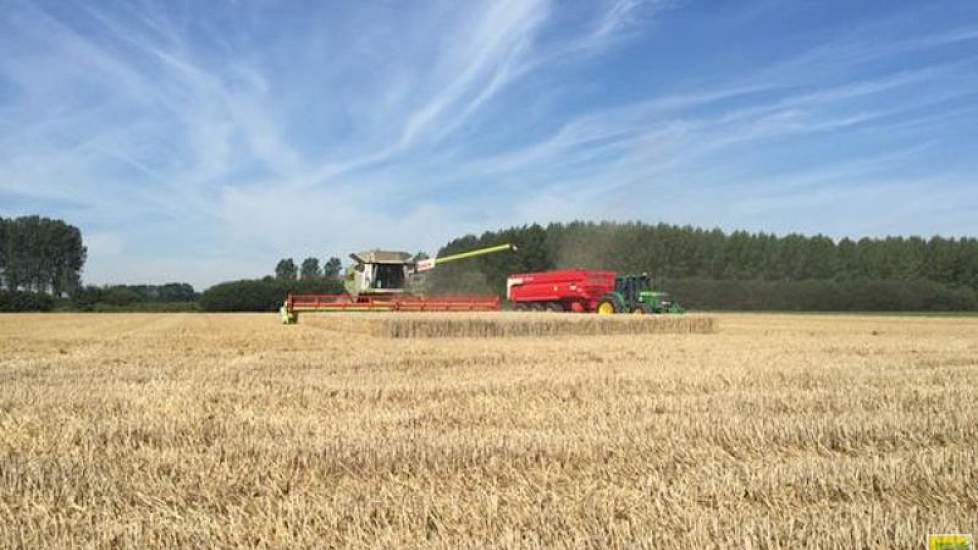 Op groot akkerbouwbedrijf Wilhelminapolder wordt het ras Kometus geoogst.