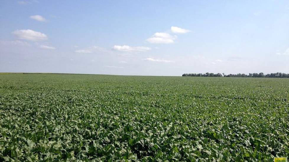 De regen heeft de bieten zeker goedgedaan. De bieten groeien op het bedrijf van Agrokultura in het zuiden van de provincie Voronezh. Dat is normaal gesproken het bedrijf waar de minste neerslag valt. Sinds maart is er 270 mm gevallen. Voor bieten wordt ee