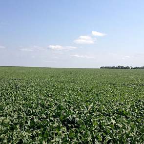 De regen heeft de bieten zeker goedgedaan. De bieten groeien op het bedrijf van Agrokultura in het zuiden van de provincie Voronezh. Dat is normaal gesproken het bedrijf waar de minste neerslag valt. Sinds maart is er 270 mm gevallen. Voor bieten wordt ee