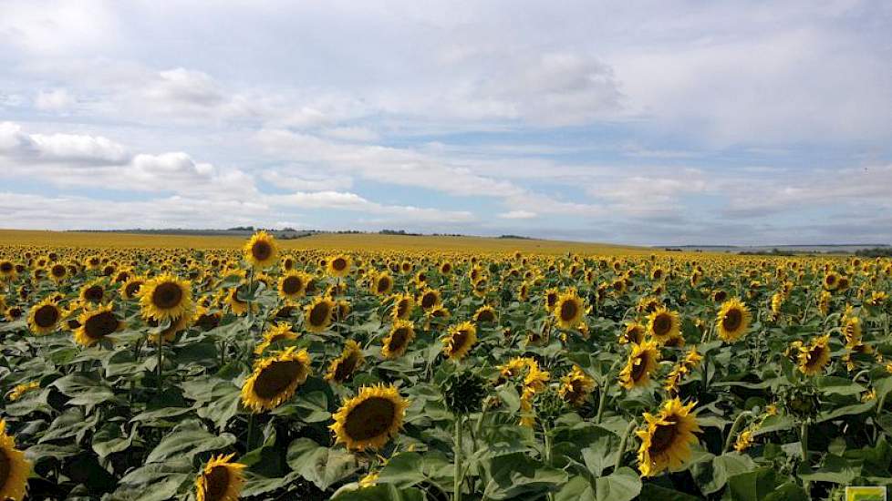 Ook de zonnebloemen hebben geprofiteerd van de regen. Deze worden, net als de bieten, geteeld op het bedrijf van Agrokultura in het zuiden van de provincie Voronezh.  De zonnebloemen worden gedorsen in september en oktober.