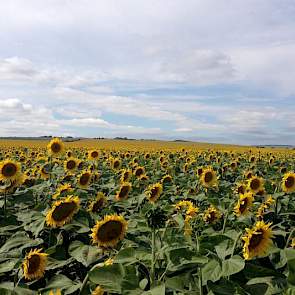 Ook de zonnebloemen hebben geprofiteerd van de regen. Deze worden, net als de bieten, geteeld op het bedrijf van Agrokultura in het zuiden van de provincie Voronezh.  De zonnebloemen worden gedorsen in september en oktober.