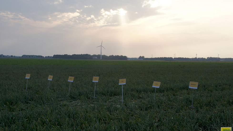 Drie rode en vijf gele uienrassen onderzoekt Agrifirm op potentie voor biologische teelt.