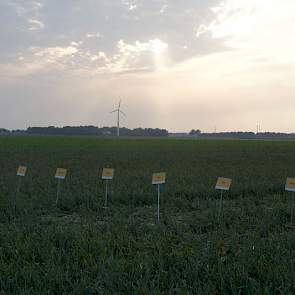Drie rode en vijf gele uienrassen onderzoekt Agrifirm op potentie voor biologische teelt.