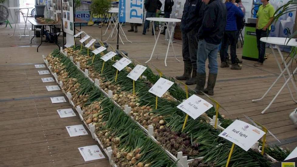 Binnen in de tent 'Uienplaza' van Uiendag 2015 konden de bezoekers de rassen van de nieuwe Uienrassenlijst 2016 bekijken, ook als het weer buiten tegenviel.