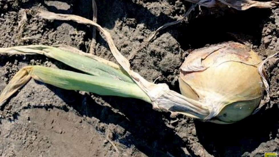 Luc Remijn van DLV Plant roept telers op hun uien goed te beoordelen voor het juiste oogsttijdstip. ‘De uien lijken vaak minder rijp dan ze daadwerkelijk zijn. Ze zijn nog redelijk groen, maar de hals is behoorlijk leeg. Benut de tijd.’