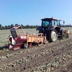 Akkerbouwer Michael Schippers uit Nieuw Campen rooit zijn uien. Ze blijven niet lang nadrogen op het land, want morgen worden ze al geladen. Voor zijn collega Sjoerd Heestermans was het nog te vroeg. ‘Vandaag een stukje uien gerooid maar helaas, nog te na
