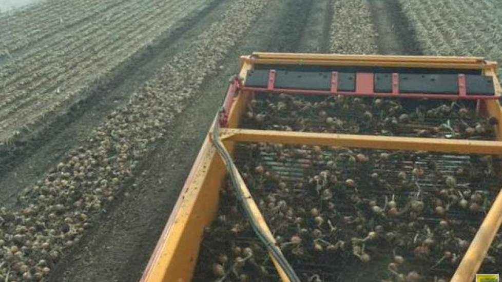 Ook Blitterswijk Agro durft het aan om te gaan rooien. ‘Even proberen met uien rooien.’