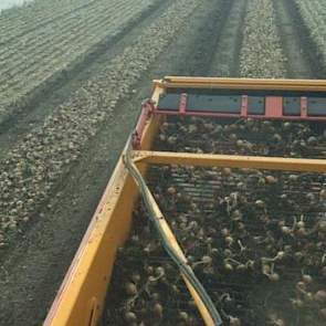 Ook Blitterswijk Agro durft het aan om te gaan rooien. ‘Even proberen met uien rooien.’