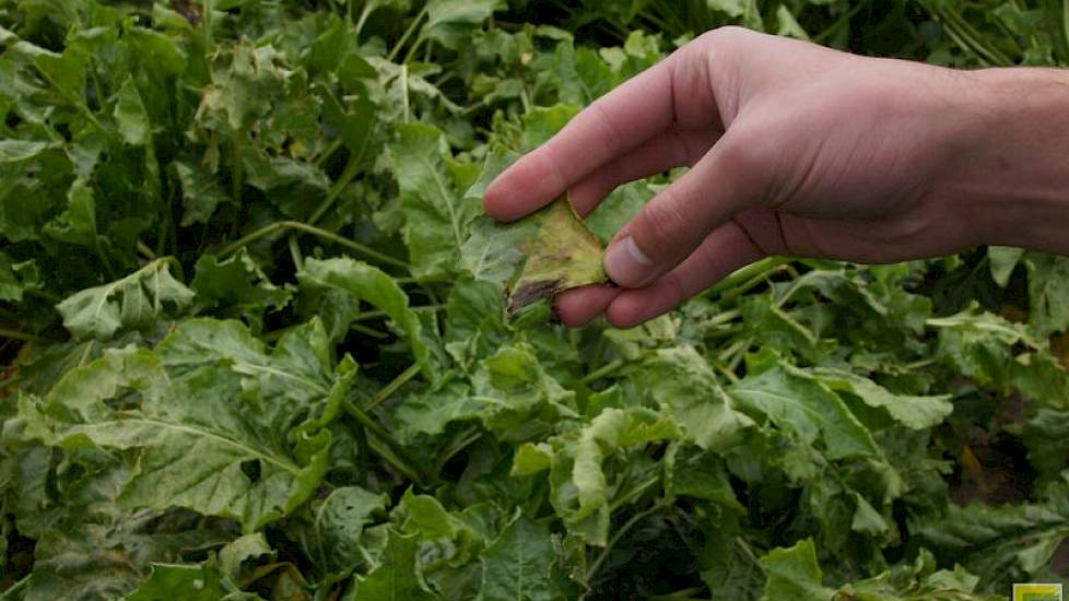 Een secundaire aantasting kan ontstaan door beschadigingen aan het blad.