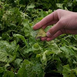 Een secundaire aantasting kan ontstaan door beschadigingen aan het blad.