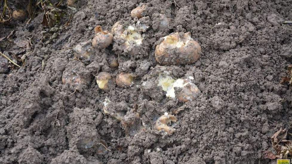 In Zuidwest-Nederland is voor Nedato zo’n 5.000 hectare aardappelen met 10 procent of meer aan rot. Meerdere percelen zijn voor 100 procent rot.
