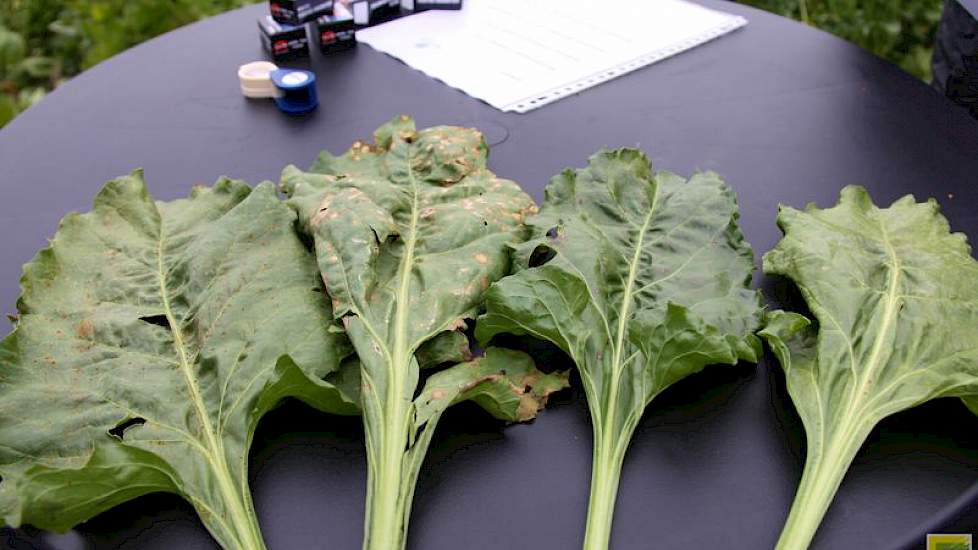 Met name vier ziektes zijn zichtbaar in de bietenproef in Berlikum. Van links naar rechts roest, Ramularia, Cercospora en meeldauw.