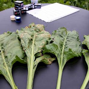 Met name vier ziektes zijn zichtbaar in de bietenproef in Berlikum. Van links naar rechts roest, Ramularia, Cercospora en meeldauw.