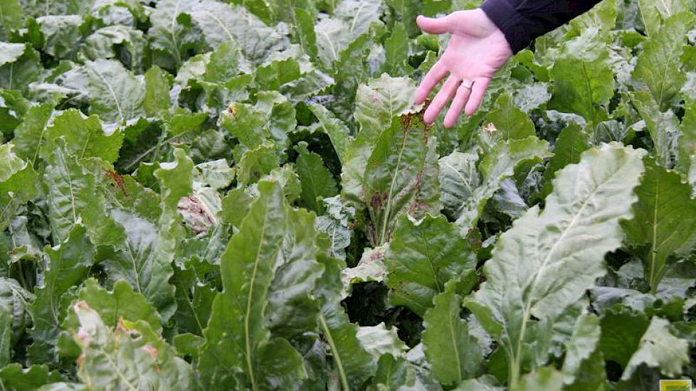 IRS beoordeelt alleen op financieel resultaat, geeft Hans Buikema van Syngenta als antwoord op een telersvraag. Het schoonhouden van de gewassen met één bespuiting is overigens niet gelukt; hier wijst Buikema op het begin van een roesthaard.