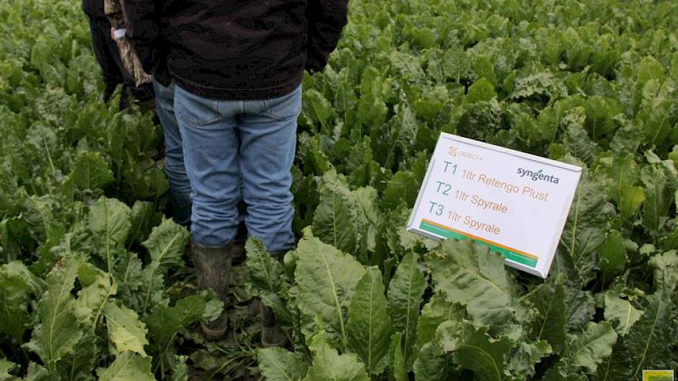Tussen twee en drie maal bespoten suikerbieten staat de vertegenwoordiger van Syngenta met zijn toehoorders. Links (twee keer bespoten; één keer Retengo en één keer Spyrale) zien de bieten er minder gaaf uit.