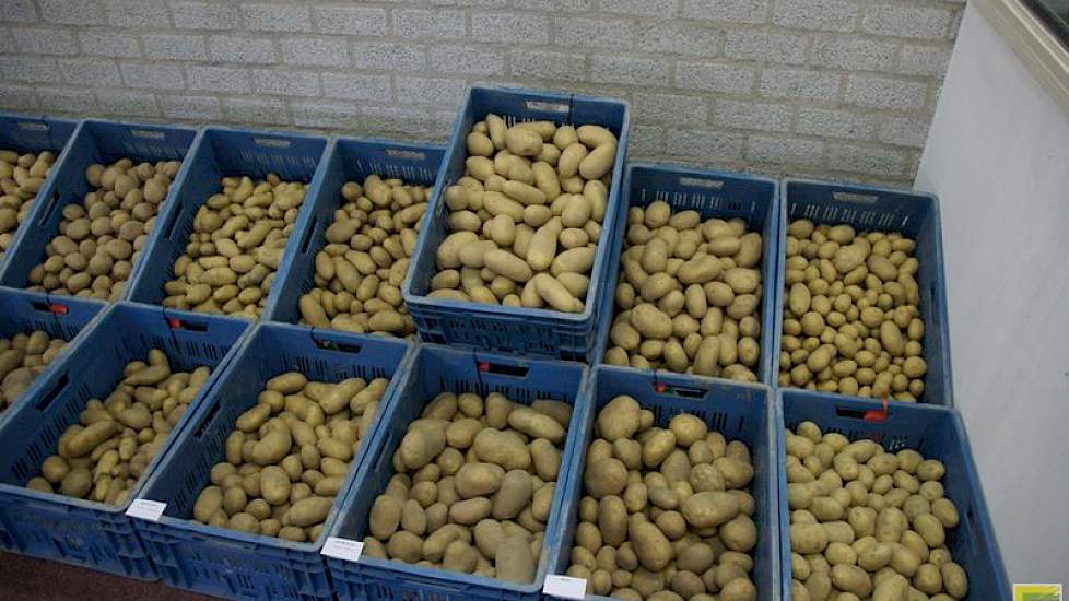 Een extra kist was nodig vanwege de hoge opbrengst van dit verrassende nummer. Semagri gaat deze selectie beproeven op meer plaatsen en over meer jaren. Buwalda vindt de aardappel ook een mooi uiterlijk hebben. Een andere verrassing is de interesse van bi