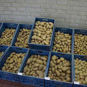 Een extra kist was nodig vanwege de hoge opbrengst van dit verrassende nummer. Semagri gaat deze selectie beproeven op meer plaatsen en over meer jaren. Buwalda vindt de aardappel ook een mooi uiterlijk hebben. Een andere verrassing is de interesse van bi