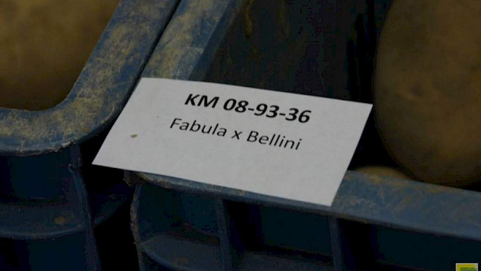 Soms verrassen nummers de kwekers van Semagri. Dit nummer komt dit seizoen boven als een enorm groeikrachtige.