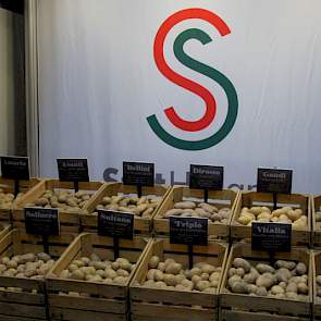 Stet Holland zet de supermarktrassen extra in de etalage. Volgens Jacques Vergroesen van dit handelshuis blijken rassen waarmee Stet Holland op traditionele markten mikte heel geschikt voor de supermarkt. Sommigen gaan als poter naar Israël, Griekenland o