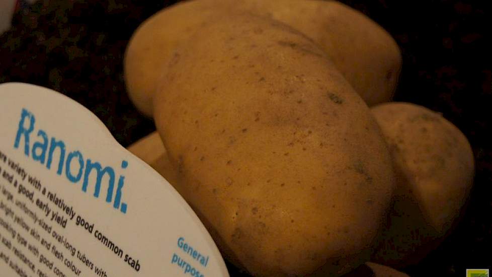 Ranomi is een nieuw vroeg ras met geel vruchtvlees en een goede smaak. Agrico mikt op West- en Oost-Europa. In 2016 staat 15 hectare pootgoed van dit hoogproductieve nieuwe ras gepland.