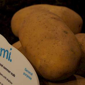 Ranomi is een nieuw vroeg ras met geel vruchtvlees en een goede smaak. Agrico mikt op West- en Oost-Europa. In 2016 staat 15 hectare pootgoed van dit hoogproductieve nieuwe ras gepland.