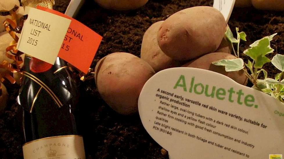 De phytophthoraresistente Alouette is een nieuwkomer op de lijst. De aardappel bleek deze zomer bijzonder goed te presteren in Noord-Afrika. In Marokko, ook themaland op de Agrico-show 2015, presenteerde Van Hoogen dit ras al aan de Noord-Afrikaanse klant