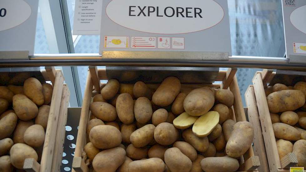 De Explorer is een nieuw ras in de stal van HZPC, geschikt voor de lange bewaring. Het ligt volgens Siemen van der Woude qua bewaring dicht bij de Markies, maar zal qua oogst net iets vroeger zijn. Het ras is dit jaar voor het eerst op commerciële schaal
