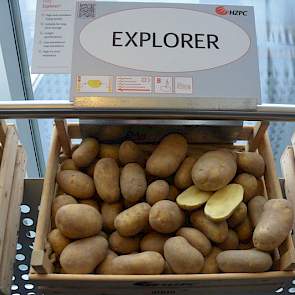 De Explorer is een nieuw ras in de stal van HZPC, geschikt voor de lange bewaring. Het ligt volgens Siemen van der Woude qua bewaring dicht bij de Markies, maar zal qua oogst net iets vroeger zijn. Het ras is dit jaar voor het eerst op commerciële schaal