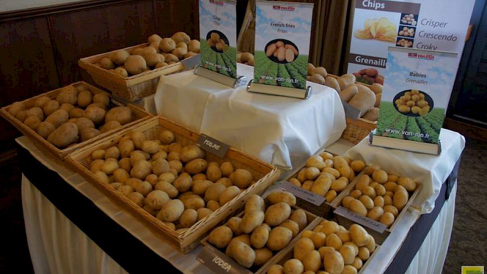 Bij het (tegenwoordig) Franse bedrijf Van Rijn liggen volop rassen voor de traditionele Noord-Afrikaanse markt, de supermarkt, frites en chips. Ook hier wat verfijnd smakende bijzonderheden, leuke baby-specialties en kleurtjes. De Toureg is een krachtige
